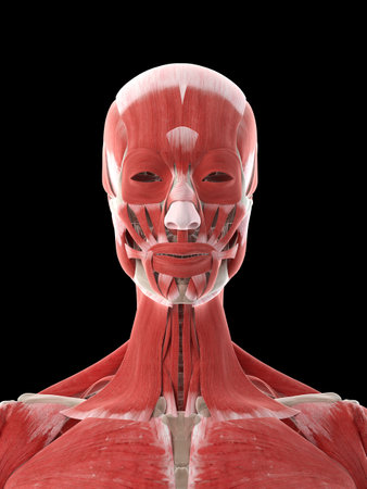3d rendered medically accurate illustration of a females neck musclesの写真素材