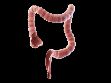 3d rendered medically accurate illustration of the colon anatomy