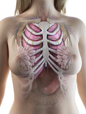 3d rendered medically accurate illustration of a females thorax anatomy