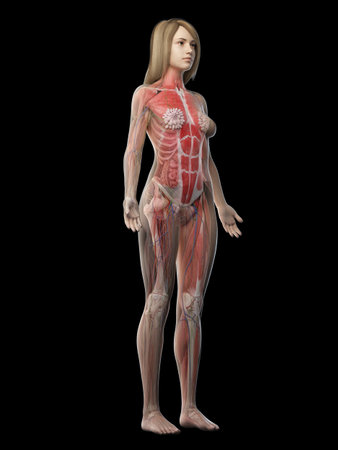 3d rendered medically accurate illustration of a females muscle systemの写真素材