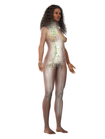 3d rendered medically accurate illustration of a black females lymphatic systemの写真素材