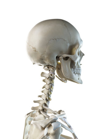 3d rendered medically accurate illustration of a females skeletal neckの写真素材