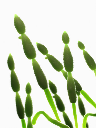 3d rendered illustration of the mold - alternaria