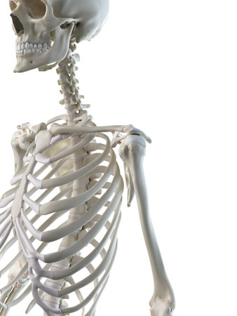 3d rendered medically accurate illustration of a females skeletal shoulderの写真素材