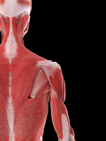 3d rendered medically accurate illustration of a females shoulder muscles