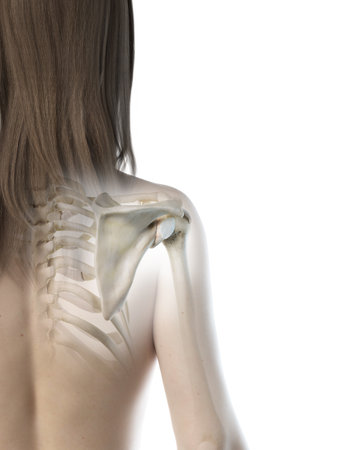 3d rendered medically accurate illustration of a females shoulder jointの写真素材