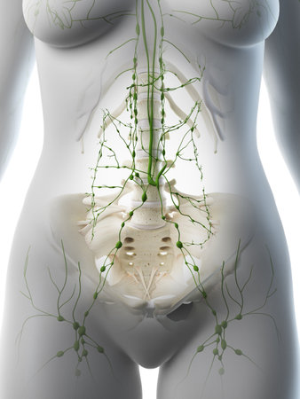3d rendered medically accurate illustration of a females abdominal lymph nodes