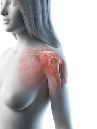 3d rendered medically accurate illustration of a females shoulder musclesの写真素材