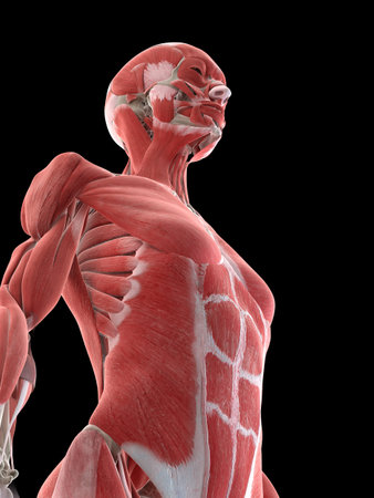 3d rendered medically accurate illustration of a females upper body muscles