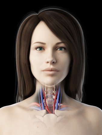 3d rendered medically accurate illustration of a females vascular throat anatomyの写真素材