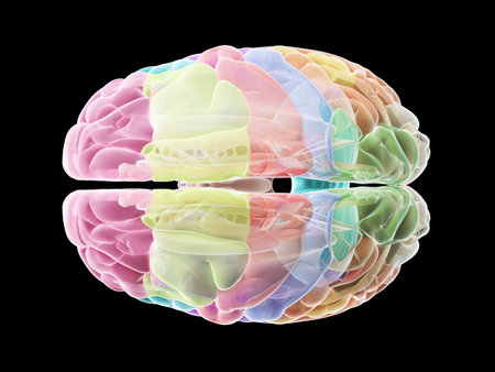 3d rendered medically accurate illustration of the sections of the human brain