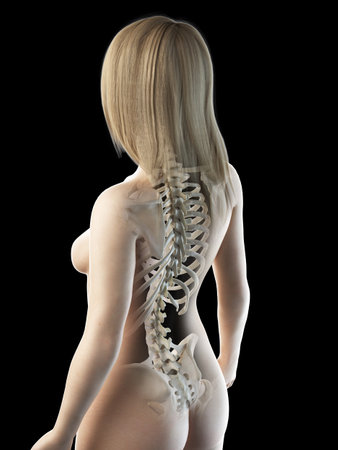 3d rendered medically accurate illustration of a females  skeletal backの写真素材