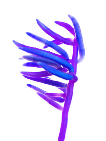 3d rendered illustration of the mold - fusarium