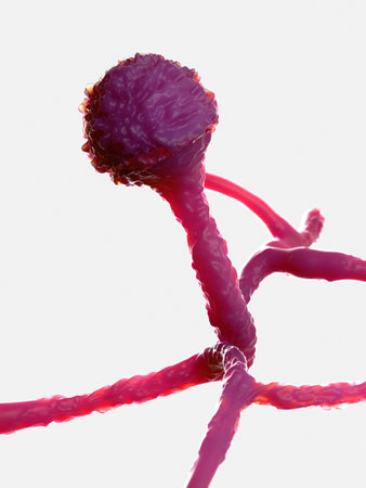 3d rendered illustration of the mold - mucorの写真素材