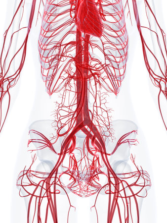 3d rendered medically accurate illustration of the vascular system of a healthy femaleの写真素材