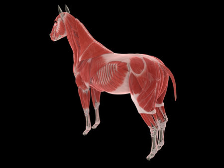 3d rendered medically accurate illustration of the horse muscle systemの写真素材