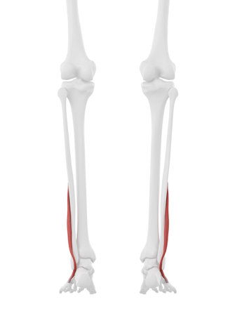 3d rendered medically accurate illustration of the Peroneus Brevisの写真素材