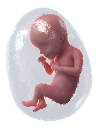 3d rendered medically accurate illustration of a human fetus - week 27