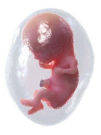 3d rendered medically accurate illustration of a human fetus - week 11の写真素材