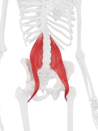 3d rendered medically accurate illustration of the Psoas Major