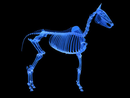 3d rendered medically accurate illustration of the horse skeletonの写真素材