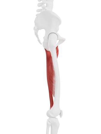 3d rendered medically accurate illustration of the Adductor Magnusの写真素材