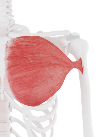 3d rendered medically accurate illustration of the Pectoralis Majorの写真素材