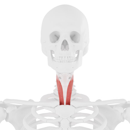 3d rendered medically accurate illustration of the Sternothyroidの写真素材