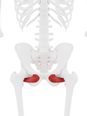 3d rendered medically accurate illustration of the Obturator Externusの写真素材