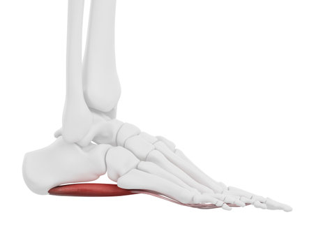 3d rendered medically accurate illustration of the Flexor Digitorum Brevisの写真素材