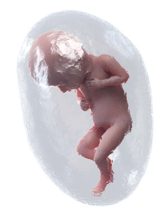 3d rendered medically accurate illustration of a human fetus - week 32の写真素材