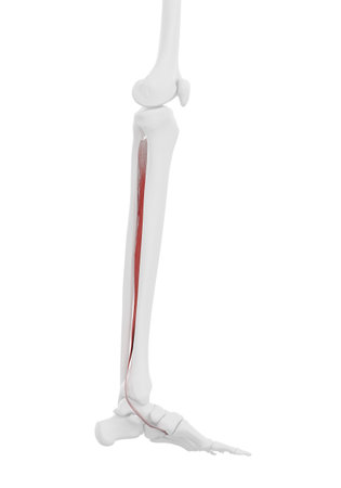 3d rendered medically accurate illustration of the Tibialis Posterior