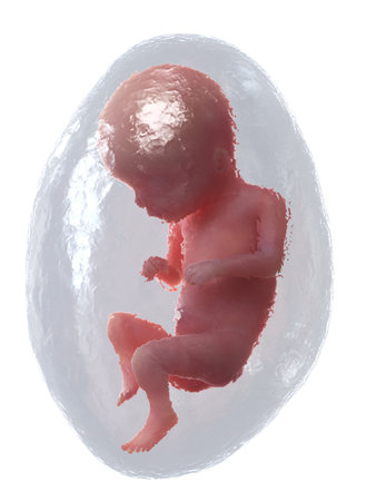 3d rendered medically accurate illustration of a human fetus - week 16の写真素材