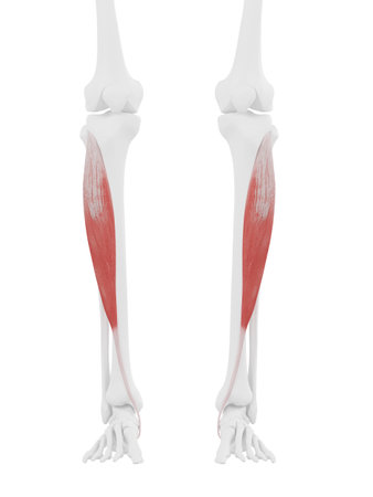 3d rendered medically accurate illustration of the Tibialis Anteriorの写真素材