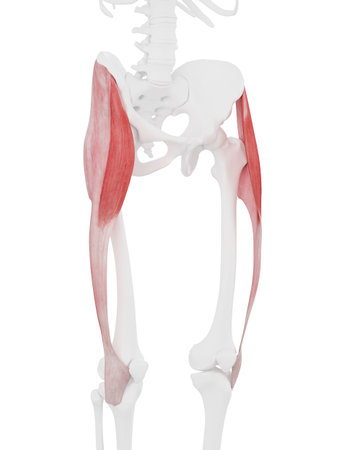 3d rendered medically accurate illustration of the Tensor Fascia Lataの写真素材