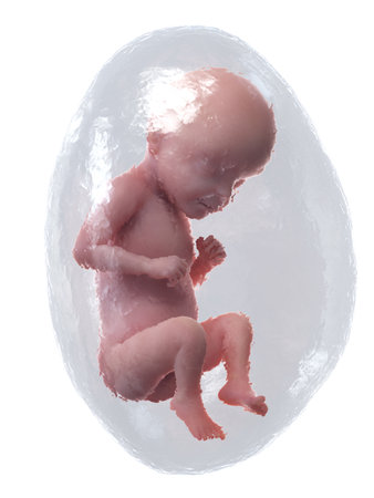 3d rendered medically accurate illustration of a human fetus - week 28の写真素材