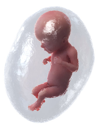 3d rendered medically accurate illustration of a human fetus - week 26