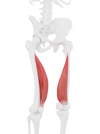 3d rendered medically accurate illustration of the Vastus Medialis