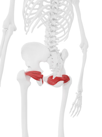 3d rendered medically accurate illustration of the Gemellus Musclesの写真素材