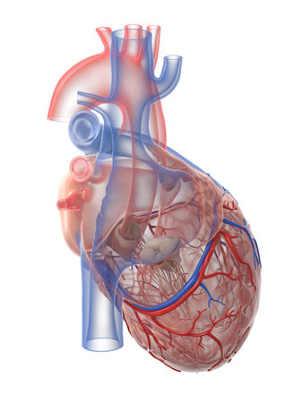 3d rendered medically accurate illustration of the human heart anatomyの写真素材