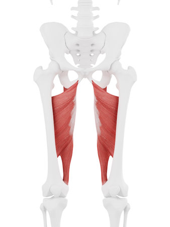 3d rendered medically accurate illustration of the Adductor Magnus