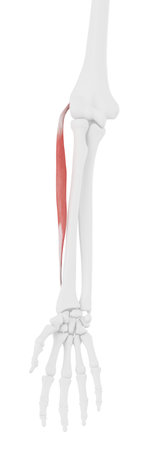 3d rendered medically accurate illustration of the Extensor Carpi Radialis Brevisの写真素材