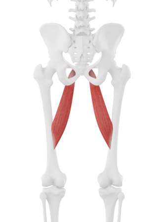 3d rendered medically accurate illustration of the Adductor Longus