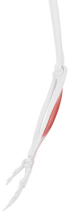 3d rendered medically accurate illustration of the Extensor Carpi Ulnaris