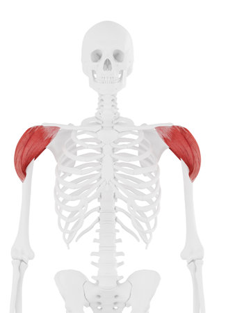 3d rendered medically accurate illustration of the Deltoidの写真素材