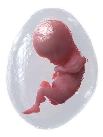 3d rendered medically accurate illustration of a human fetus - week 15の写真素材