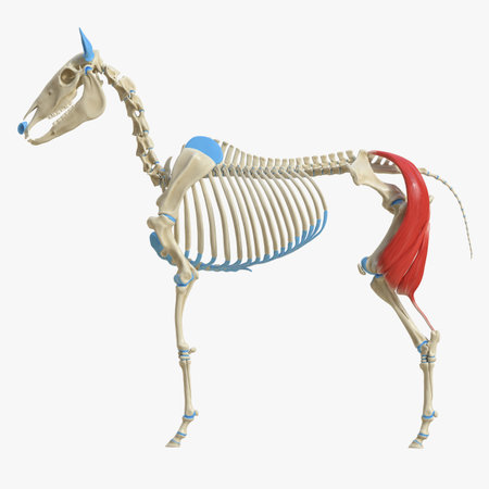 3d rendered medically accurate illustration of the equine muscle anatomy - Biceps Femorisの写真素材