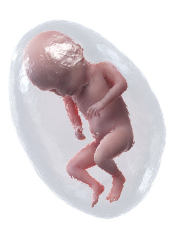 3d rendered medically accurate illustration of a human fetus - week 31の写真素材