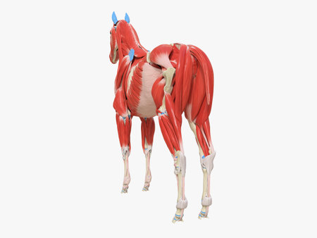 3d rendered medically accurate illustration of the equine muscle anatomyの写真素材