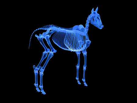 3d rendered medically accurate illustration of the horse skeletonの写真素材